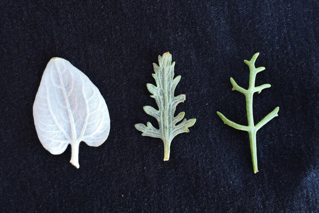 Natural selection helps maintain plant diversity, research finds FIU