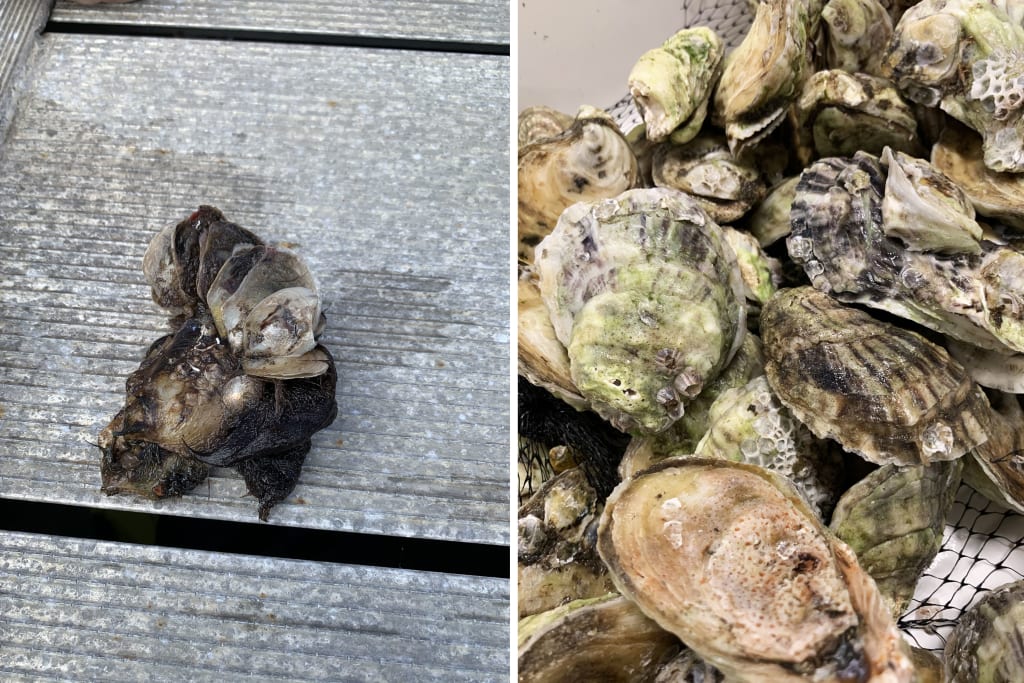 Florida oysters found to have toxic “forever chemicals” FIU News