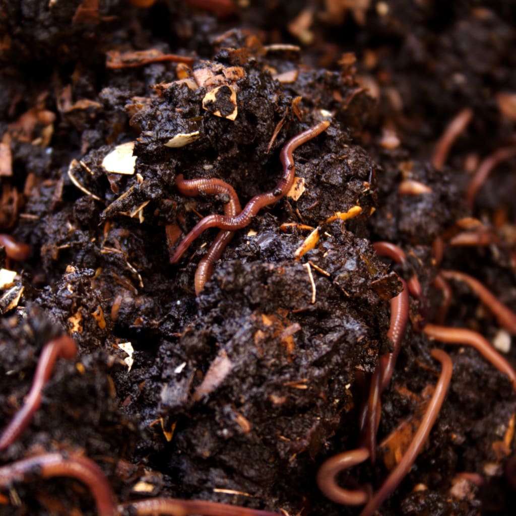 download earthworm poop