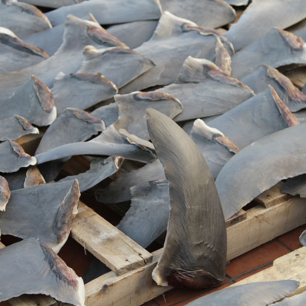 High Levels Of Toxic Mercury In Some Species Of Shark Meat Fins Pose high-levels-of-toxic-mercury-in-some-species-of-shark-meat-fins-pose
