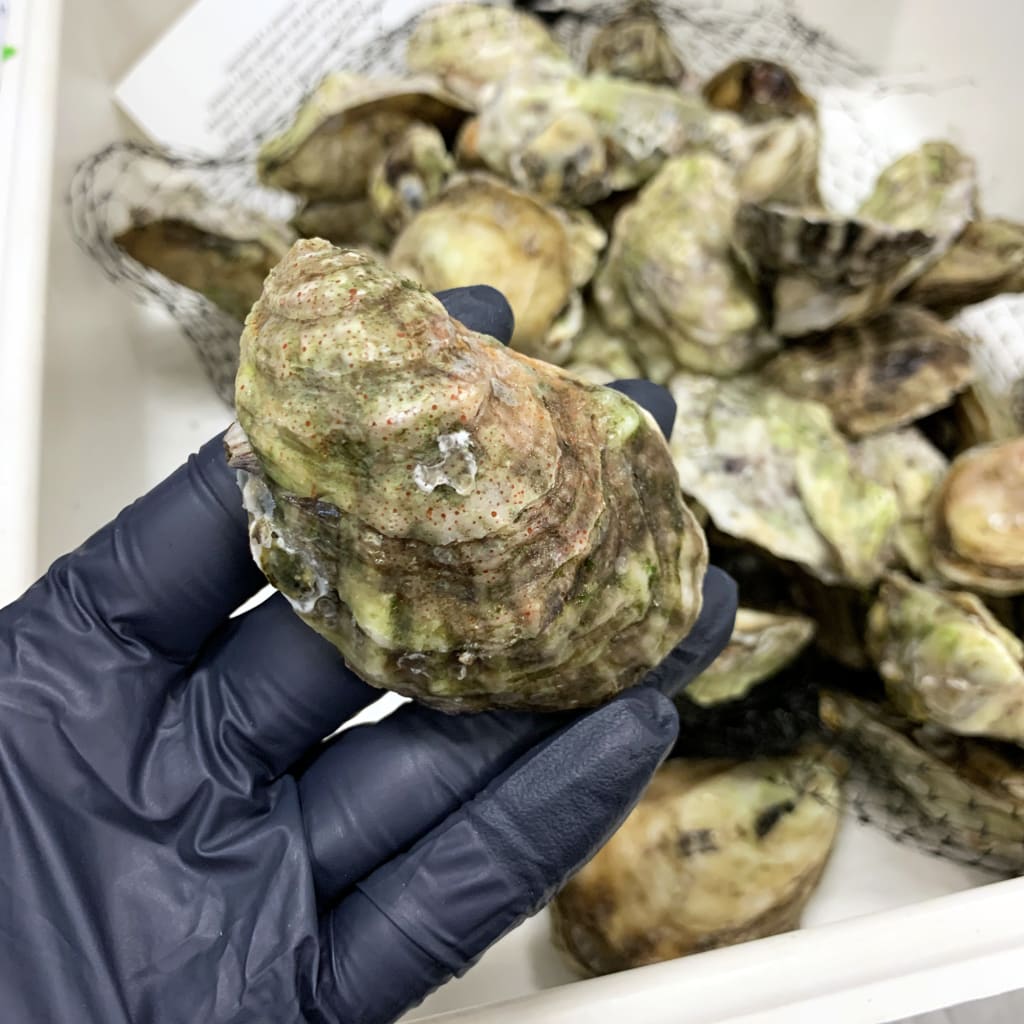 Florida oysters found to have toxic “forever chemicals” FIU News