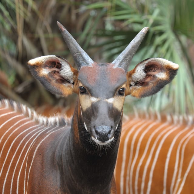 Conservation in a time of pandemic | FIU News - Florida International University Conservation in a time of pandemic | FIU News - Florida International University
