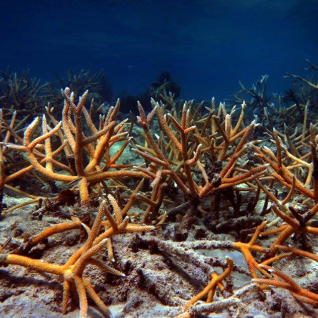 Corals have a secret weapon against a warming climate | FIU News
