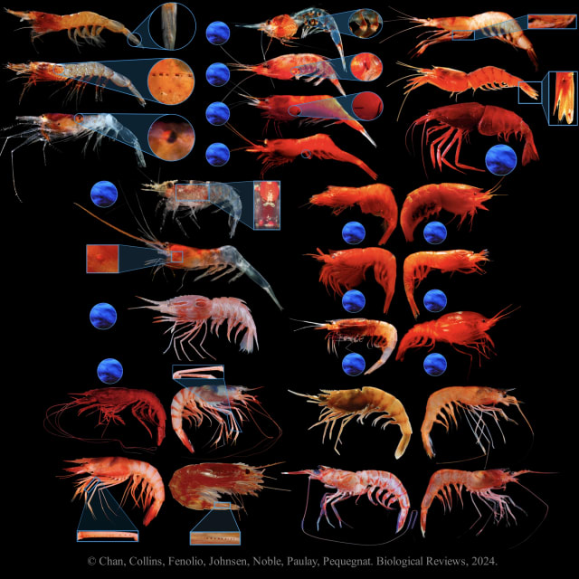 glutathione shrimp Effective antioxidant and antimicrobial feed additives for juvenile Pacific white farmed at high density Shrimp get a glow-up |