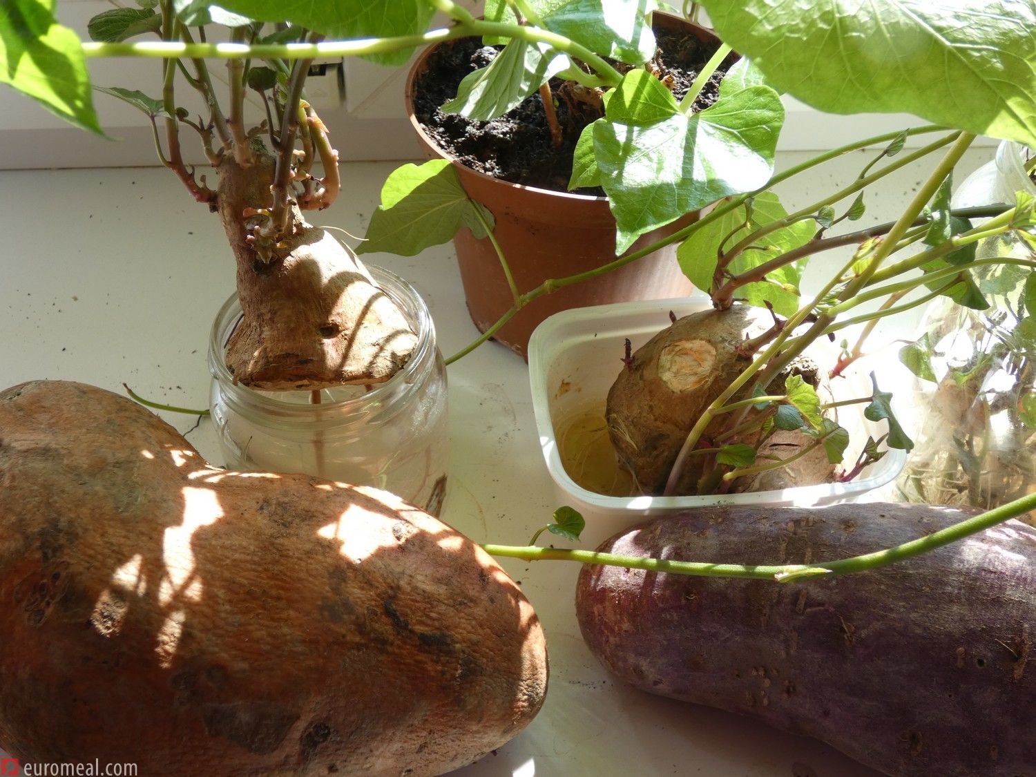 Die Süßkartoffel – Batata ein „altes