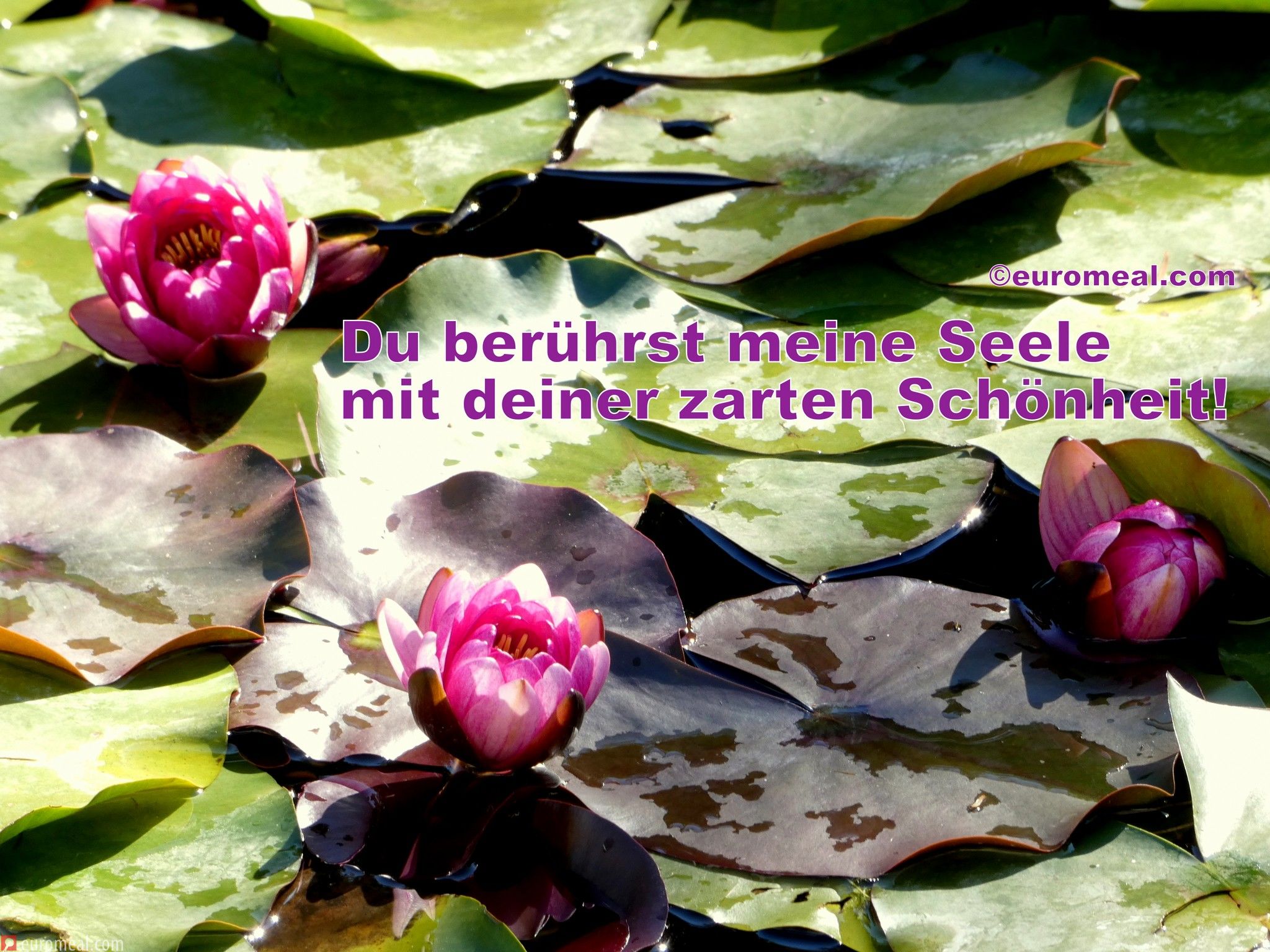 Sprüche Die Aus Der Seele Sprechen euromeal.com