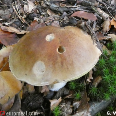 Steinpilz Rezept