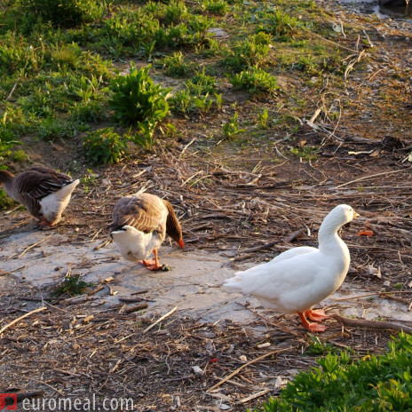 Gans und Ente