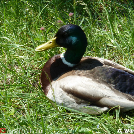 Ente