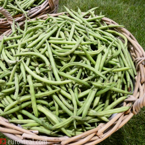 Fisolen Rezepte