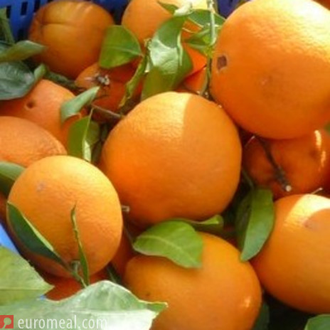 Orangen Rezepte