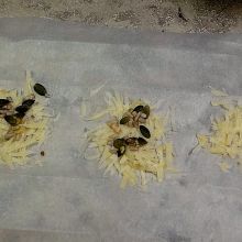 Käsechips backen