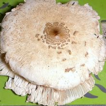 Parasol darauf legen