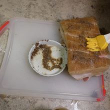 Braten würzen