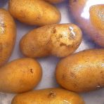Cooking the potatoes