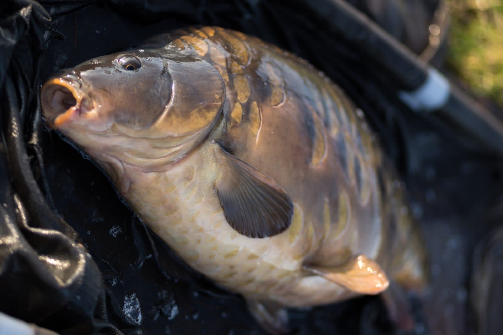Raise your fishing game anywhere with Catch. Elevate your fishing ...