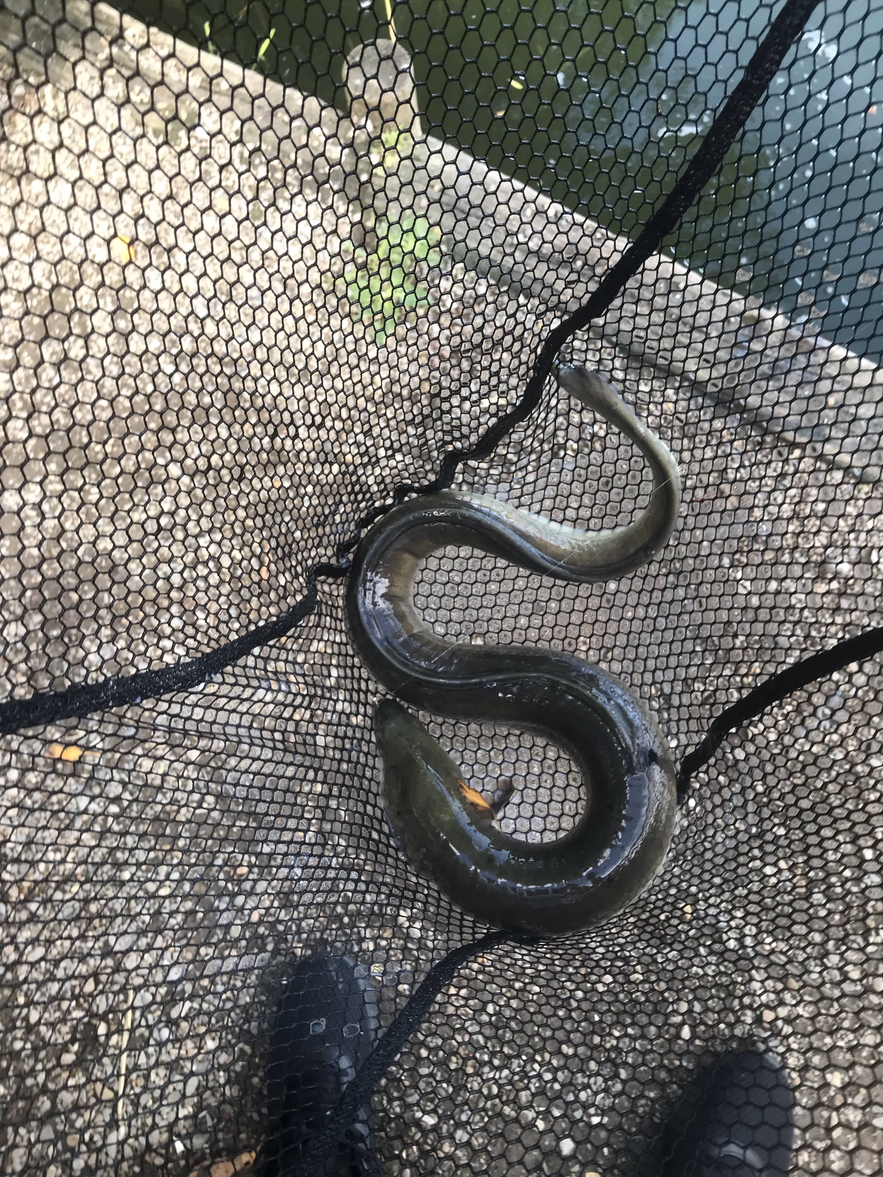 Raise your fishing game anywhere with Catch. Elevate your fishing ...
