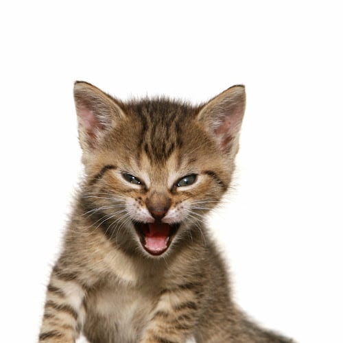 Keith Gill | Roaring Kitty