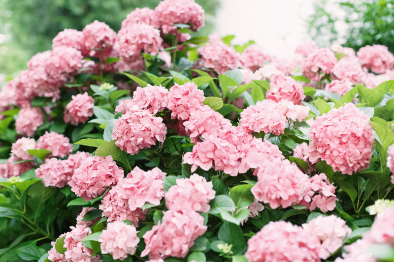 Eszter in Hydrangea Paradise