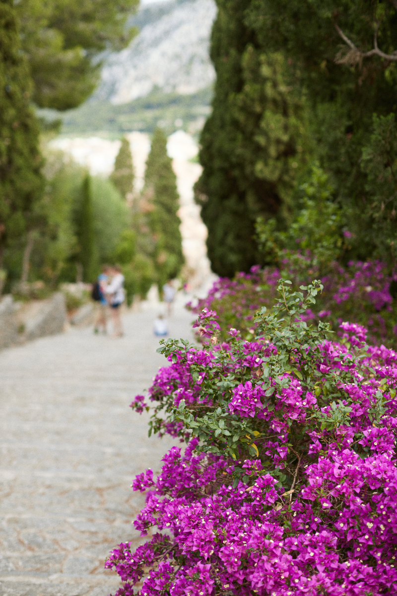 The North of Mallorca