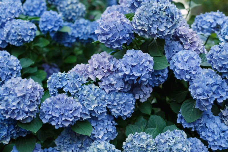 Eszter in Hydrangea Paradise