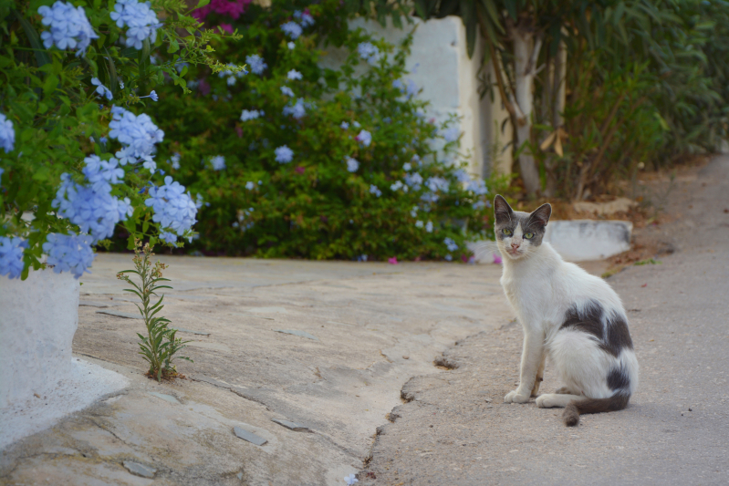 Kefalonia island, Greece