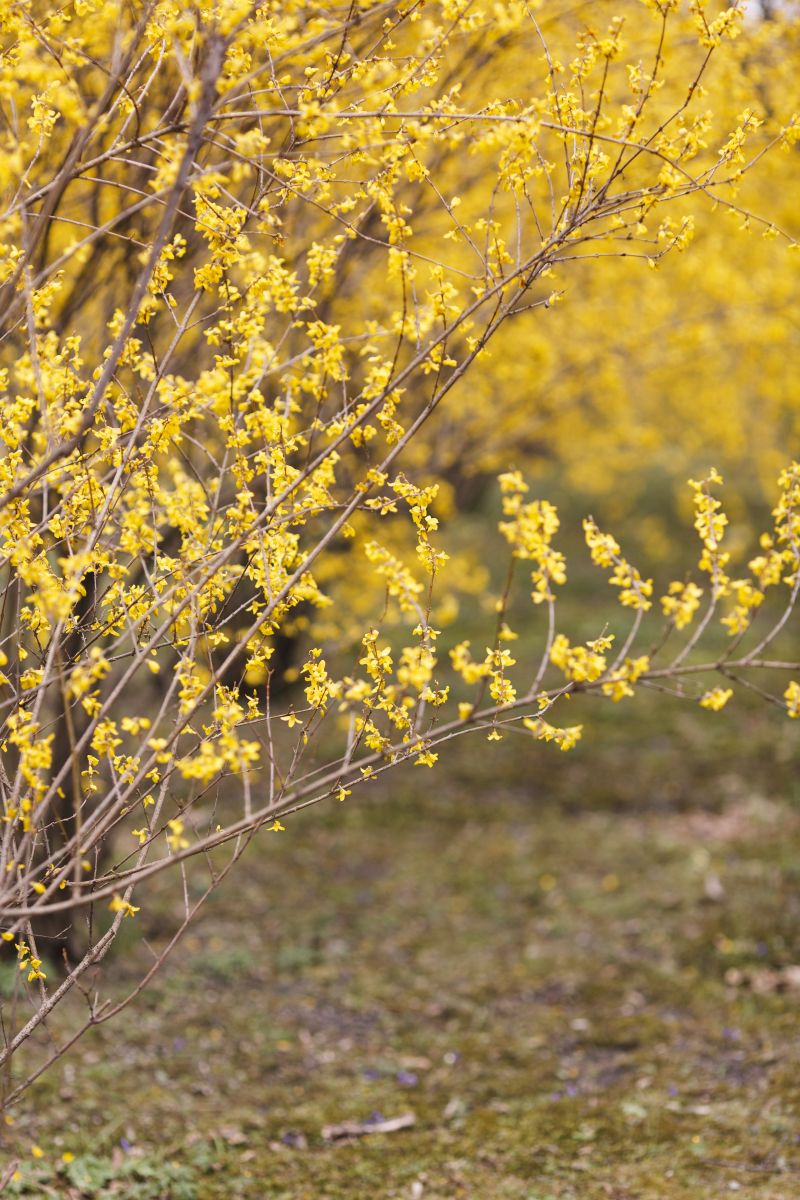 Spring Time