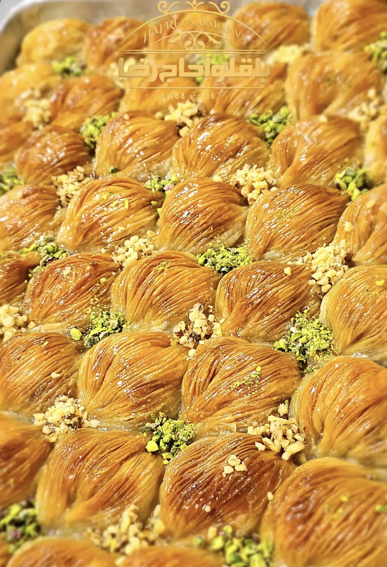 صدفی گردویی