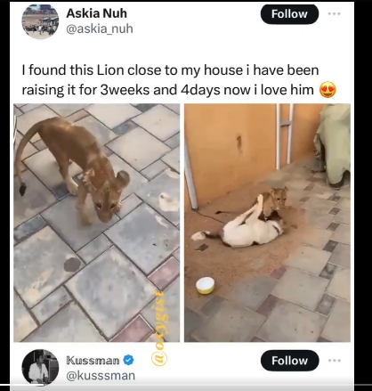 Man Discovers Lion Cub Near His House – Shocking Video Goes Viral!
