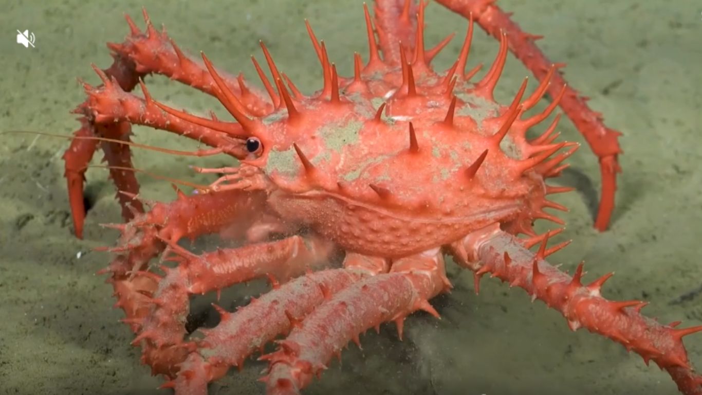 Scientists unearth 60 potential new species in Chile's deep-sea canyons