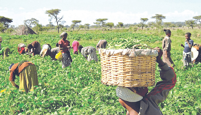 Tragic Incident: Benue Farmer Dies Following False Alarm
