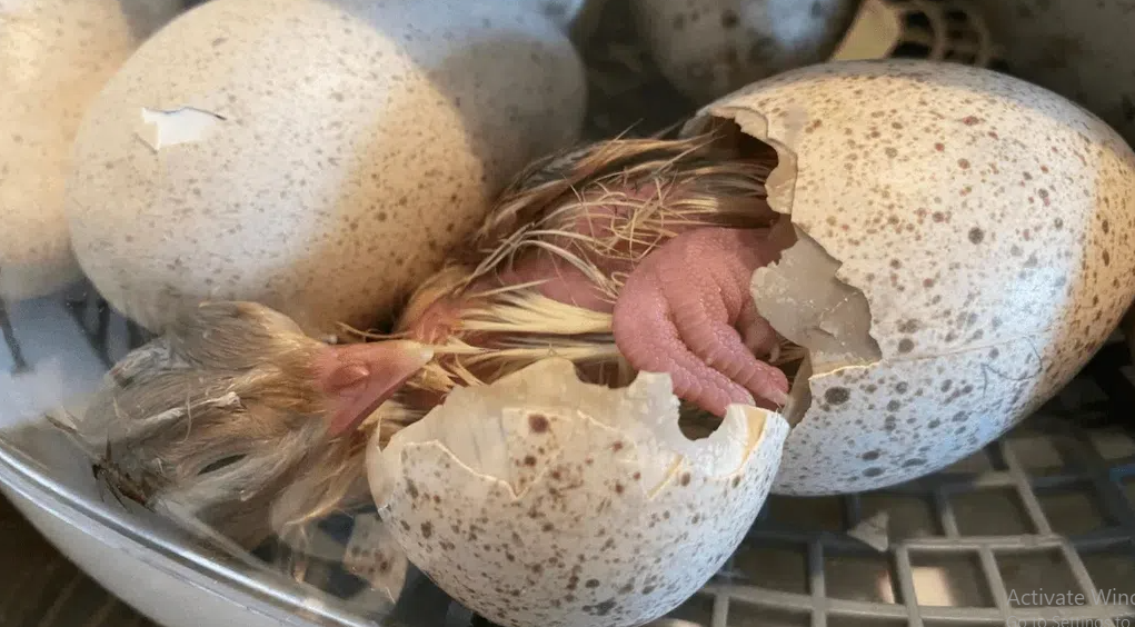 5 Reasons Turkey Eggs Aren’t Commonly Eaten