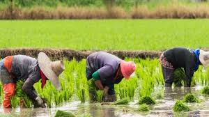 Food Security: Ui Unveils Smart Irrigation System, Crop Dryer