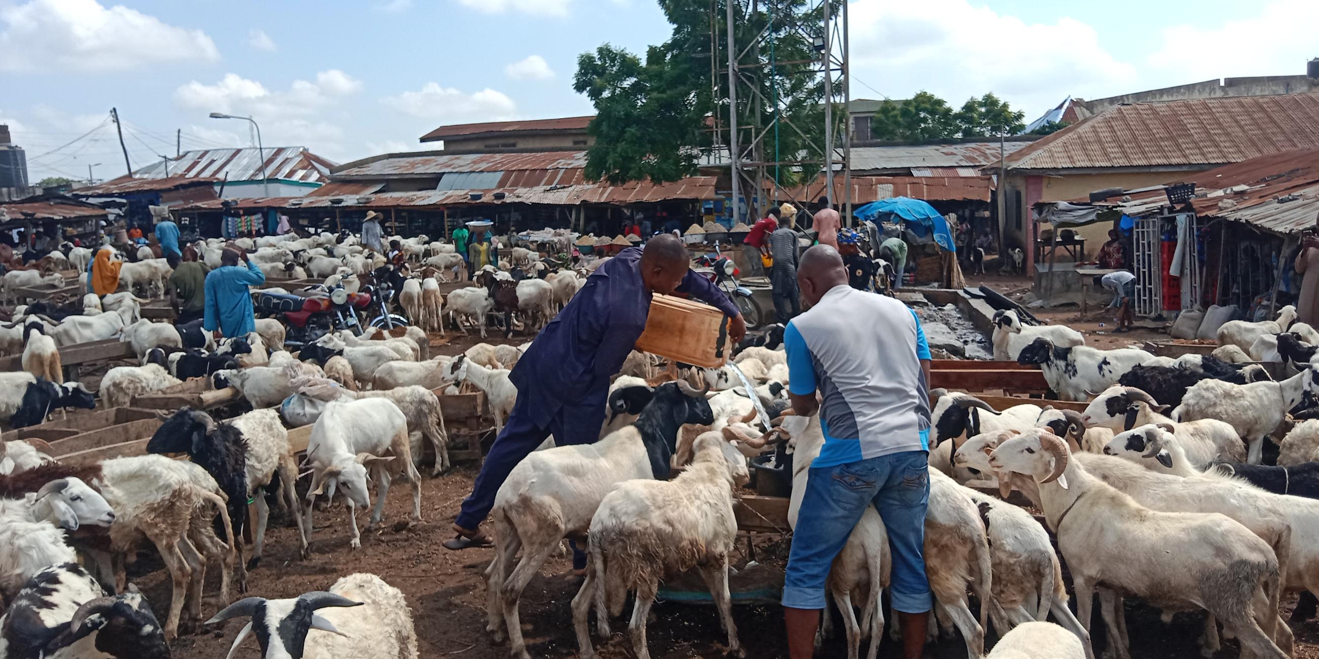Ram Sellers Complain of Low Sales as Supply Drops Before Sallah