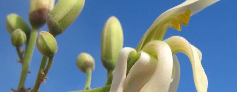 Experts Push for Stronger Collaboration Between Traditional and Modern Medicine