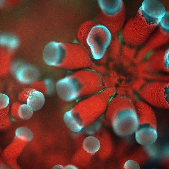 New Underwater Microscope Lets Scientists “see” Coral Breathing – Could Help Save Reefs