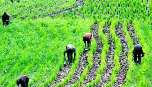 Nigerian Farmers Urged to Focus on Smart, High-Profit Farming