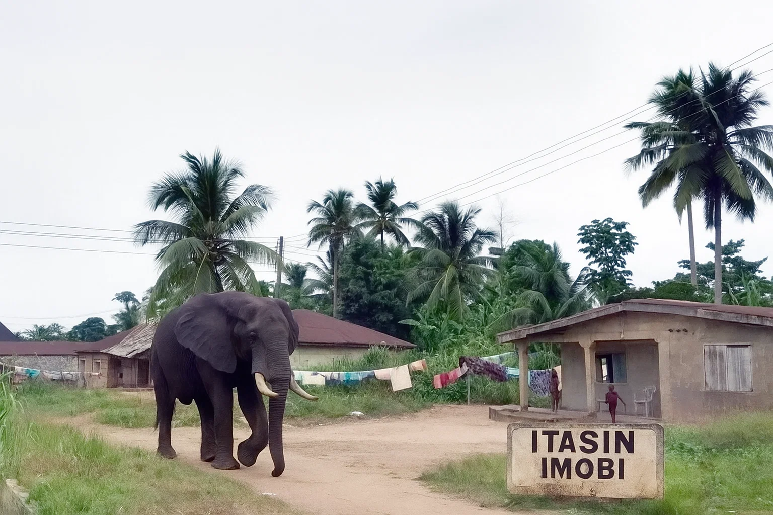 Itasin Imobi: Ogun Village in Fear as Roaming Elephants Claim Lives