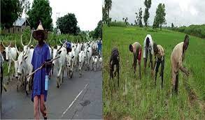Deadly Bauchi Clash Between Farmers and Herders Leaves One Dead, Dozens of Livestock Killed