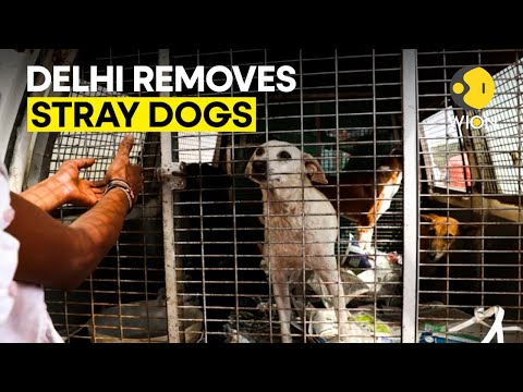 India’s Top Court Orders Stray Dog Removal from Delhi Amid Rabies Fears