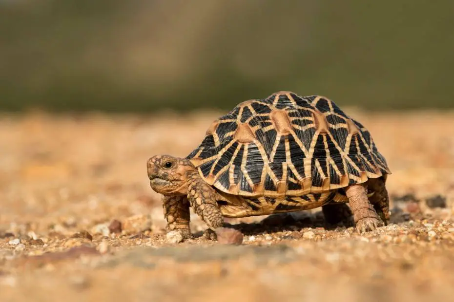 Man Caught Smuggling 850 Turtles in Socks to Hong Kong Faces Prison in US
