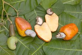 Cashew Key to Nigeria’s Non-Oil Export Growth — FG
