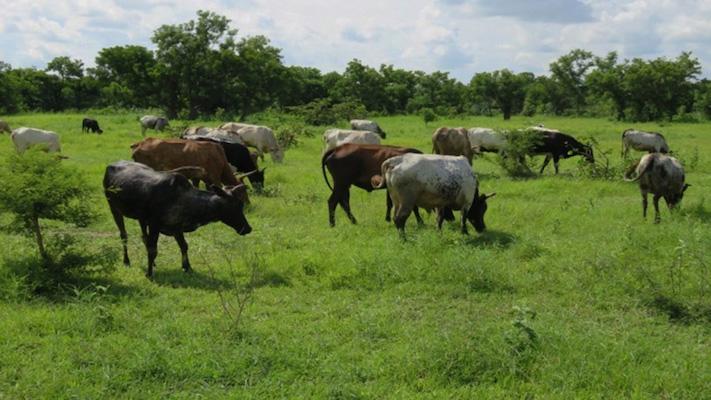 FG Officially Bans Open Grazing Nationwide to Stop Farmers–Herders Clashes