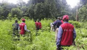 Ndlea Partners With Ondo State To End Cannabis Cultivation