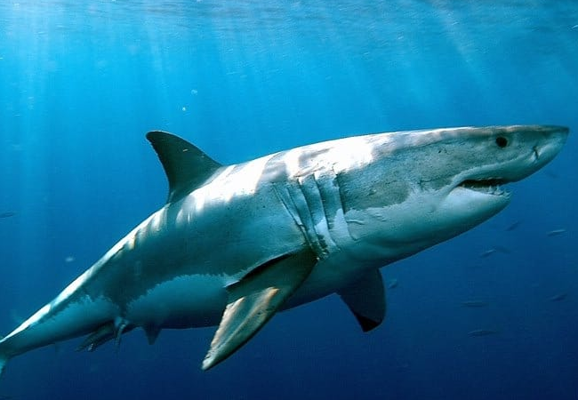 Sharks Test Positive For Cocaine, Caffeine In Bahamas