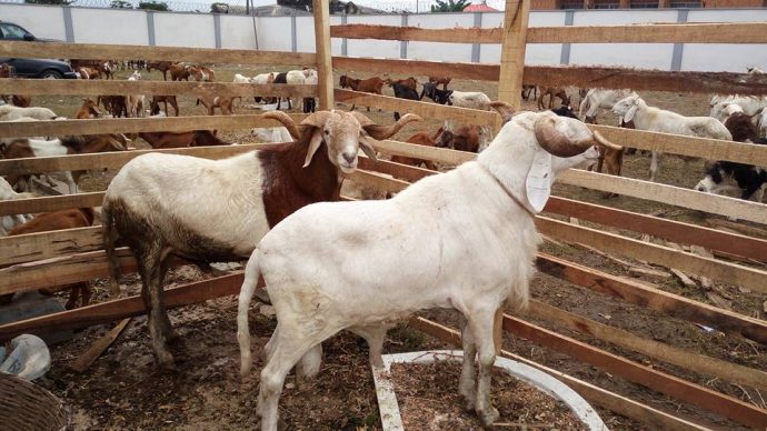 Eid-el-Kabir: Ram Prices Surge In Kaduna Markets Ahead Of Celebration