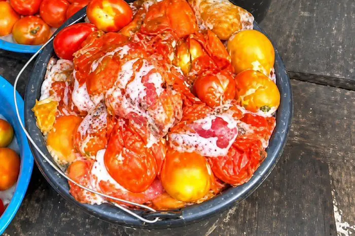 Why cooking with rotten tomatoes can kill you