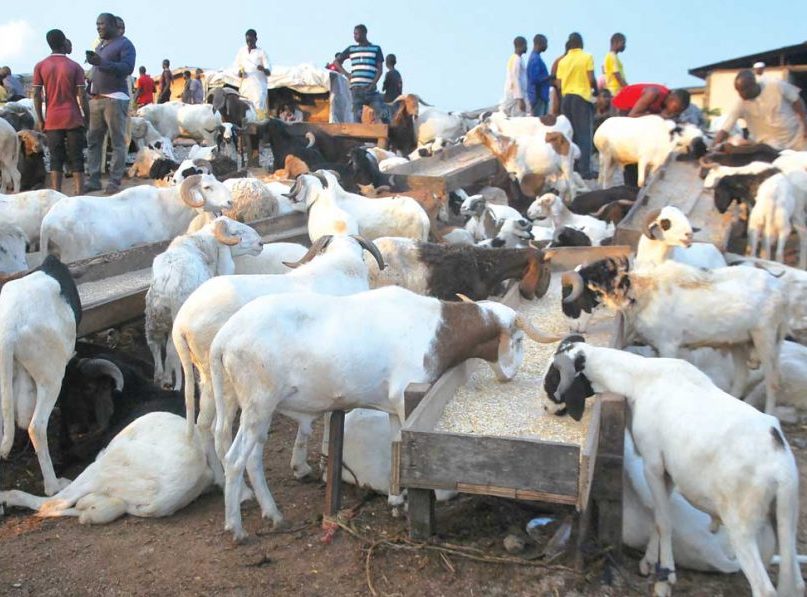 Sallah: Muslims Express Frustration At Rams’ Soaring Prices In Oyo