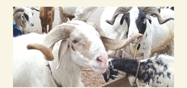 From N700k to N1.5m: How Ram Prices Jumped Ahead of Eid