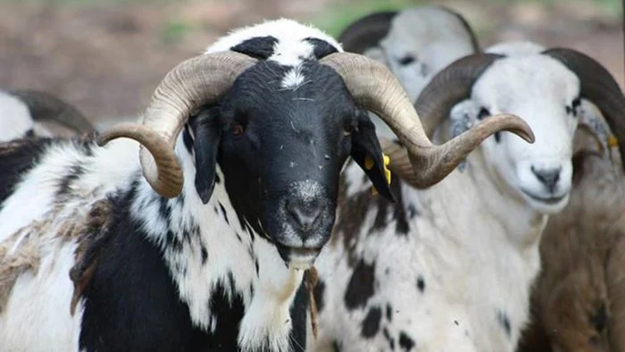 Eid-el-Kabir: Kaduna Residents Struggle As Rams Sell For Up To ₦1m